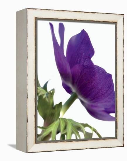 Floral Saturation III-Boyce Watt-Framed Stretched Canvas