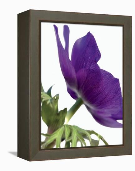 Floral Saturation III-Boyce Watt-Framed Stretched Canvas