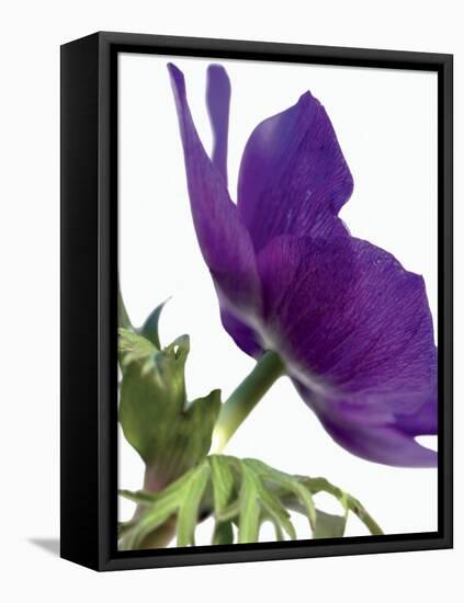 Floral Saturation III-Boyce Watt-Framed Stretched Canvas