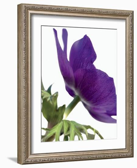 Floral Saturation III-Boyce Watt-Framed Art Print