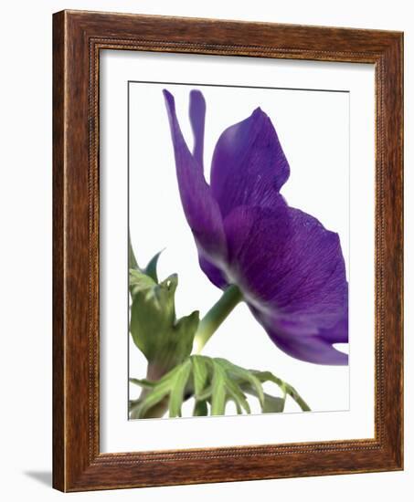 Floral Saturation III-Boyce Watt-Framed Art Print