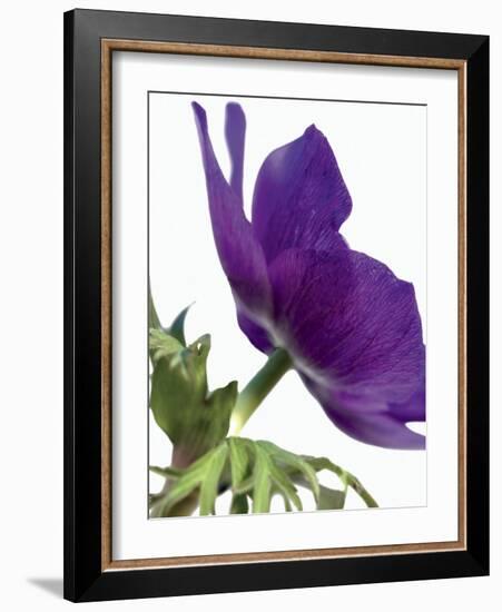 Floral Saturation III-Boyce Watt-Framed Art Print