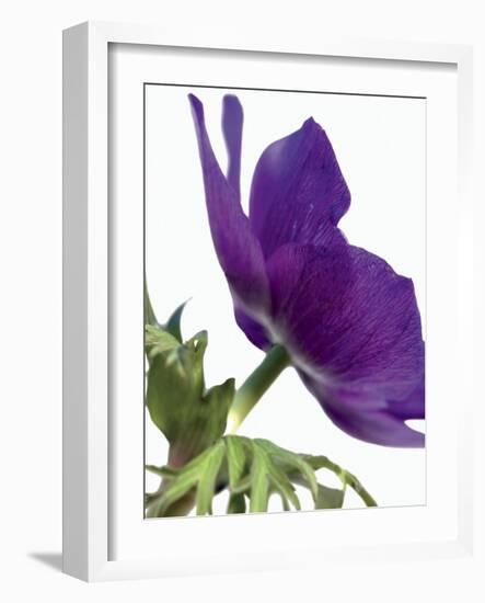 Floral Saturation III-Boyce Watt-Framed Art Print