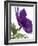 Floral Saturation III-Boyce Watt-Framed Art Print