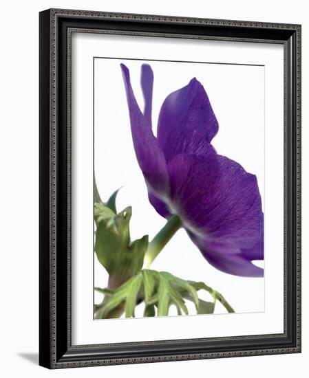 Floral Saturation III-Boyce Watt-Framed Art Print