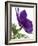 Floral Saturation III-Boyce Watt-Framed Art Print