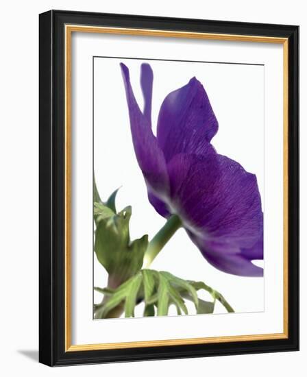 Floral Saturation III-Boyce Watt-Framed Art Print