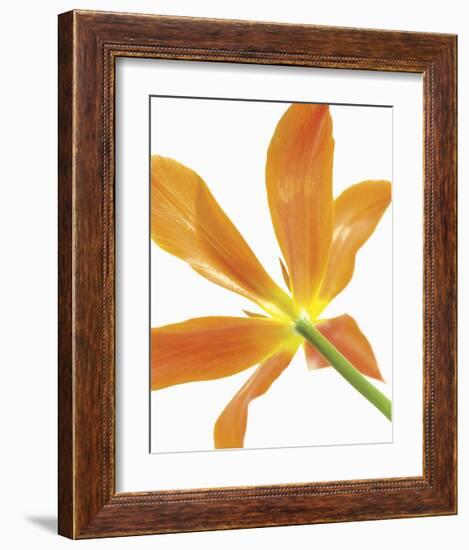 Floral Saturation IV-Boyce Watt-Framed Giclee Print