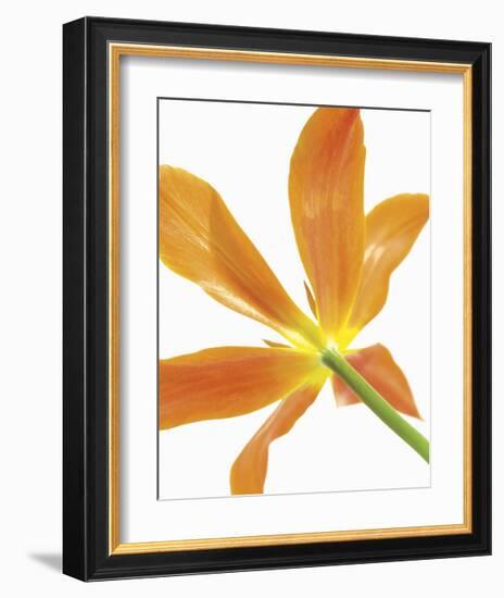 Floral Saturation IV-Boyce Watt-Framed Giclee Print