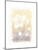 Floral Silhouette II-Elyse DeNeige-Mounted Art Print