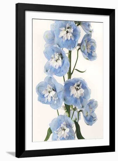 Floral Sissonne-Irene Suchocki-Framed Giclee Print