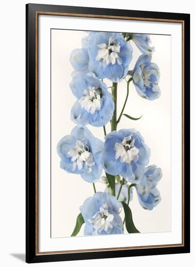 Floral Sissonne-Irene Suchocki-Framed Giclee Print