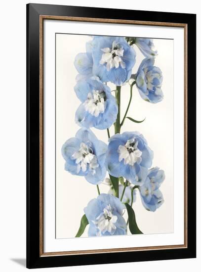 Floral Sissonne-Irene Suchocki-Framed Giclee Print