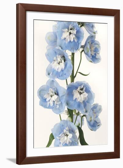 Floral Sissonne-Irene Suchocki-Framed Giclee Print