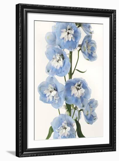 Floral Sissonne-Irene Suchocki-Framed Giclee Print