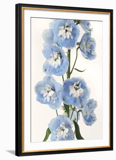 Floral Sissonne-Irene Suchocki-Framed Giclee Print