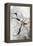 Floral Sketch II-Asia Jensen-Framed Stretched Canvas