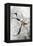 Floral Sketch II-Asia Jensen-Framed Stretched Canvas