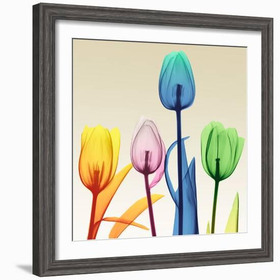 Floral Splurge 1-Albert Koetsier-Framed Photo