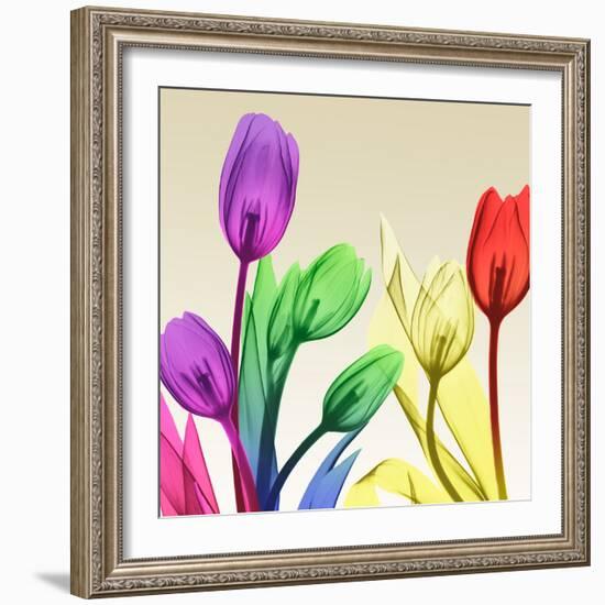 Floral Splurge 2-Albert Koetsier-Framed Photo