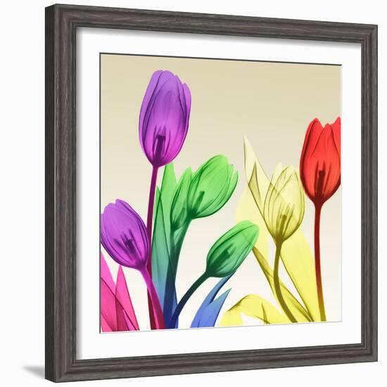 Floral Splurge 2-Albert Koetsier-Framed Photo