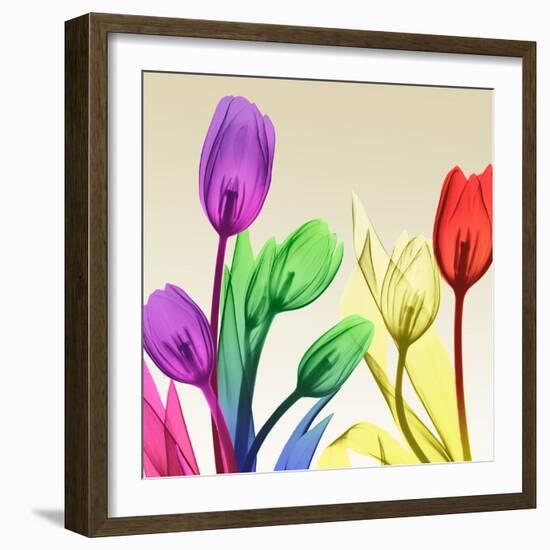 Floral Splurge 2-Albert Koetsier-Framed Photo