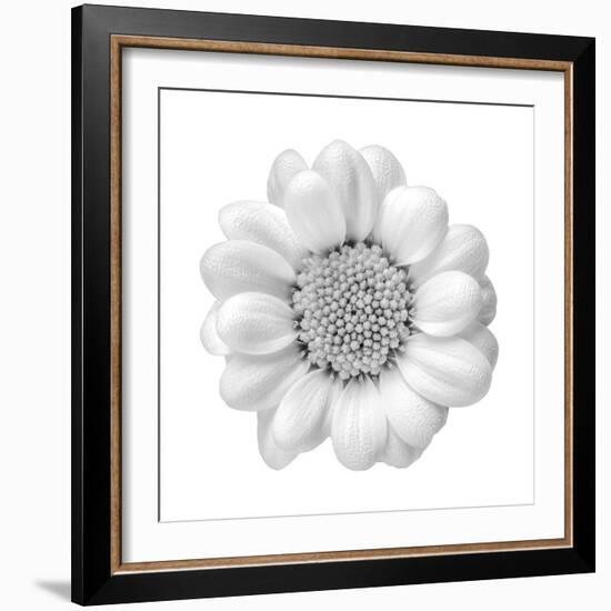 Floral Study - Faith-Alan Copson-Framed Giclee Print