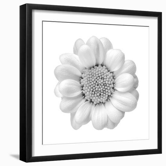 Floral Study - Faith-Alan Copson-Framed Giclee Print