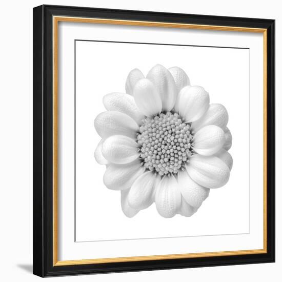 Floral Study - Faith-Alan Copson-Framed Giclee Print