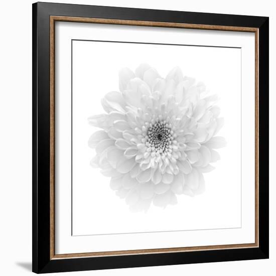 Floral Study - Hope-Alan Copson-Framed Giclee Print