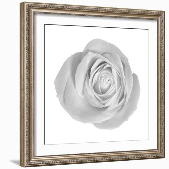 Floral Study - Love-Alan Copson-Framed Giclee Print