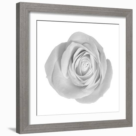 Floral Study - Love-Alan Copson-Framed Giclee Print