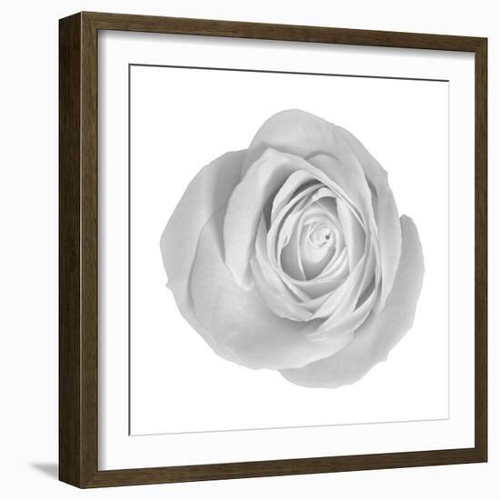 Floral Study - Love-Alan Copson-Framed Giclee Print