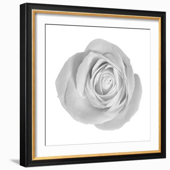 Floral Study - Love-Alan Copson-Framed Giclee Print