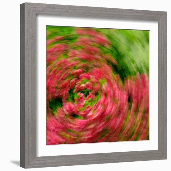 Floral Swirl-Steven Maxx-Framed Photographic Print