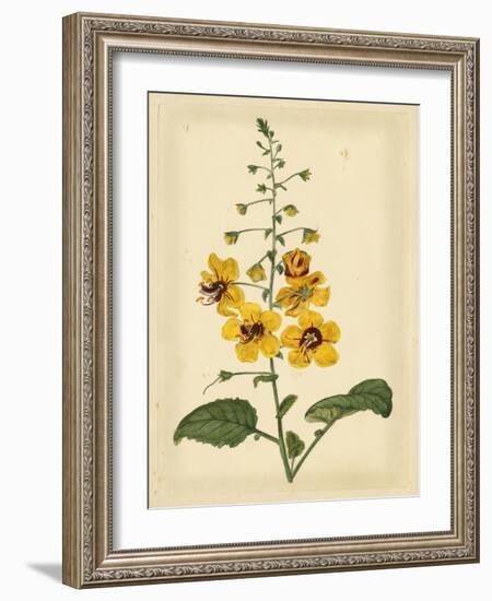 Floral Varieties I-Samuel Curtis-Framed Art Print