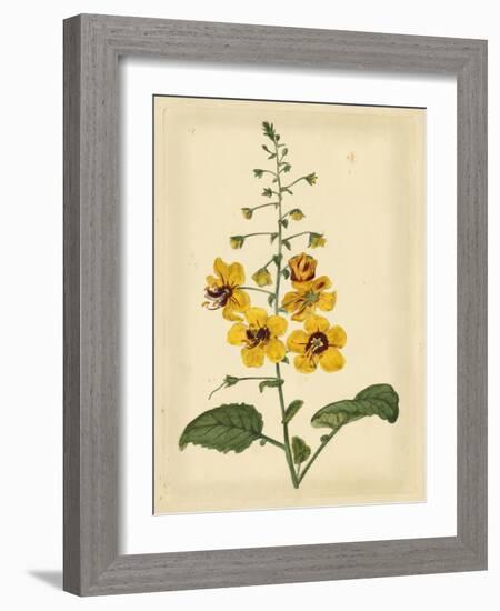 Floral Varieties I-Samuel Curtis-Framed Art Print