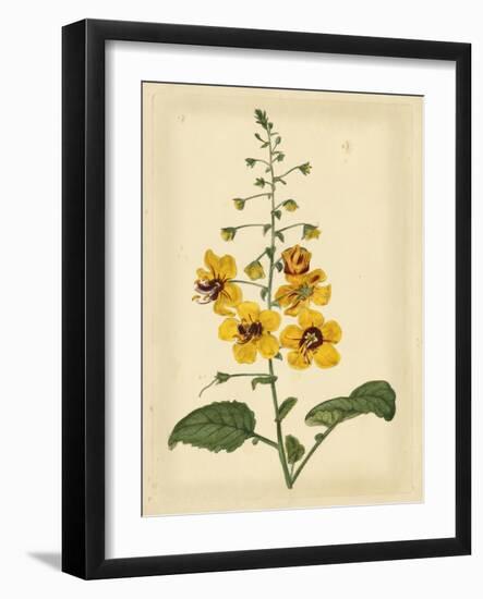 Floral Varieties I-Samuel Curtis-Framed Art Print