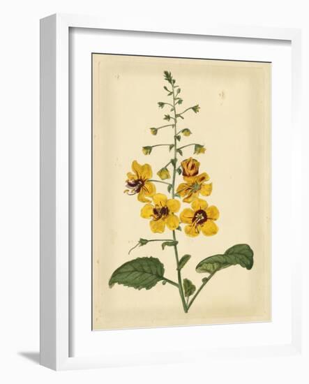 Floral Varieties I-Samuel Curtis-Framed Art Print