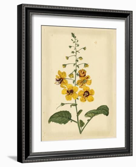 Floral Varieties I-Samuel Curtis-Framed Art Print