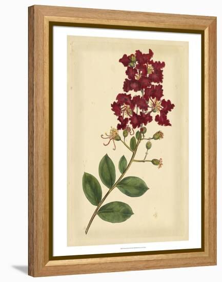 Floral Varieties II-Samuel Curtis-Framed Stretched Canvas