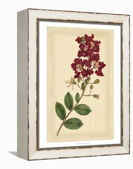 Floral Varieties II-Samuel Curtis-Framed Stretched Canvas