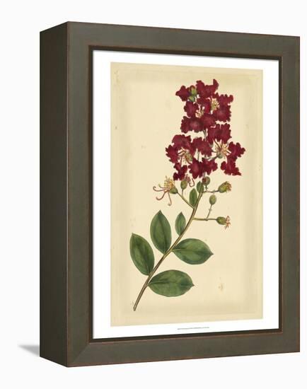 Floral Varieties II-Samuel Curtis-Framed Stretched Canvas