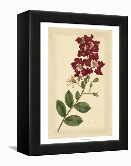 Floral Varieties II-Samuel Curtis-Framed Stretched Canvas