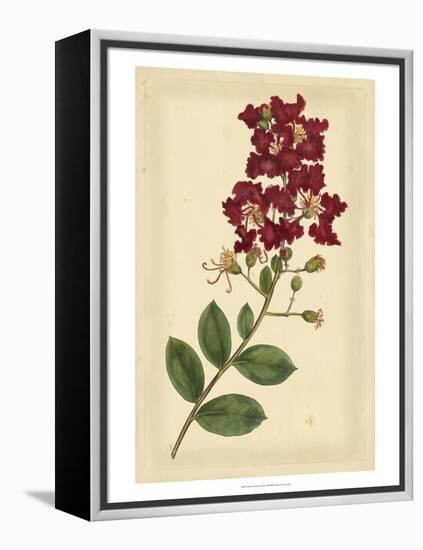 Floral Varieties II-Samuel Curtis-Framed Stretched Canvas