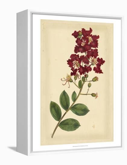 Floral Varieties II-Samuel Curtis-Framed Stretched Canvas