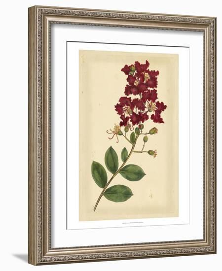 Floral Varieties II-Samuel Curtis-Framed Art Print