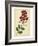 Floral Varieties II-Samuel Curtis-Framed Art Print