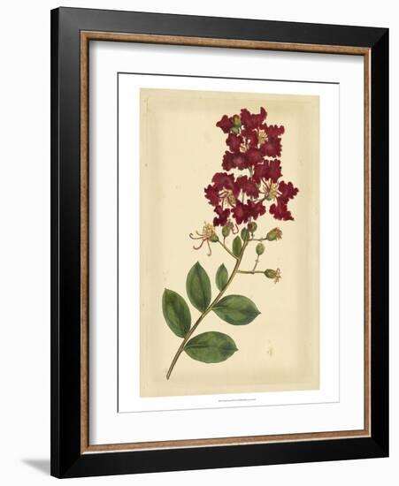 Floral Varieties II-Samuel Curtis-Framed Art Print