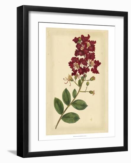 Floral Varieties II-Samuel Curtis-Framed Art Print